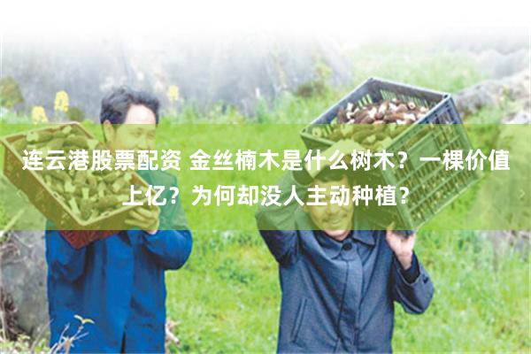连云港股票配资 金丝楠木是什么树木？一棵价值上亿？为何却没人主动种植？